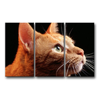 Модульная картина Котенок рыжий
