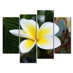 Модульная картина Плюмерия Модульная картина Плюмерия