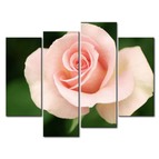 Модульная картина Цветы розы Модульная картина Цветы розы